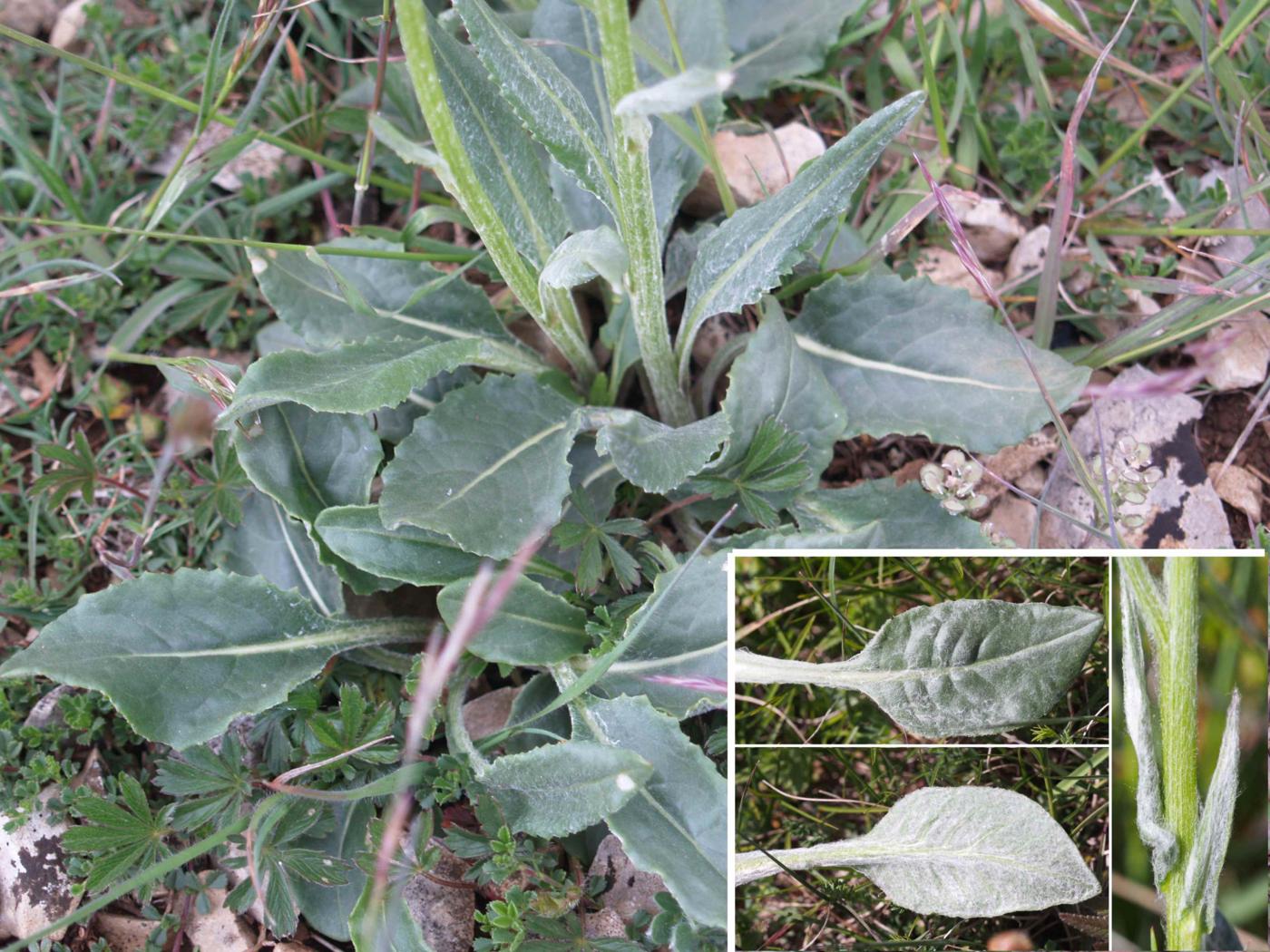 Ragwort, Provencal leaf